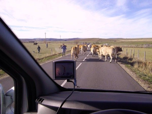 Les vaches de l'Aubrac