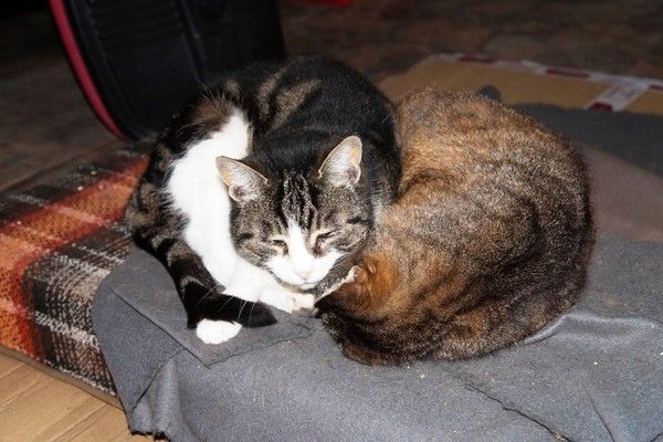 Ces animaux qu'on dit des bêtes.